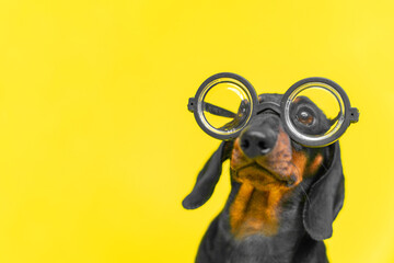 A small dog with huge round glasses on a yellow background, copy space. Puppy in stylish pilot...