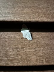 butterfly on the wooden surface