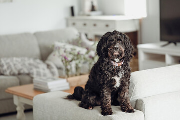 Black Cavoodle breed dog sitting on furniture indoors at home