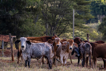 crossbred cattle on dry pasture in sunny afternoon