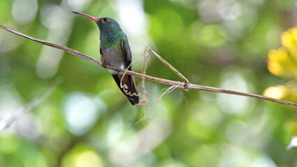 Rufous-tailed hummingbird (Amazilia Tzatcl) perched on a twig in Mindo, Ecuador