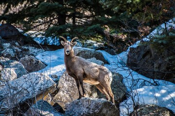 Bighorn sheep on rocks in snow