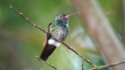 Rufous-tailed hummingbird (Amazilia Tzatcl) perched on a twig in Mindo, Ecuador