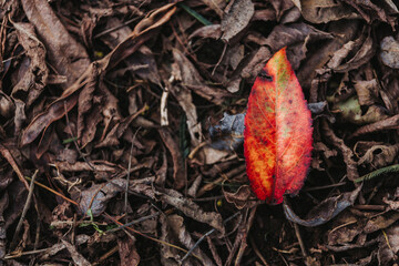 Abstract background of fallen leaves and a red leaf resembling a flame. Autumn concept texture. Copy space