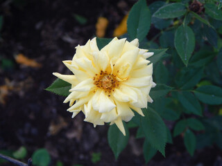 Flor amarilla de jardin japones. Concepto flores asiaticas.
