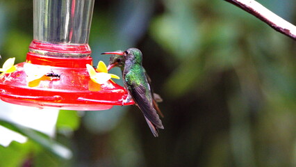 Rufous-tailed hummingbirds (Amazilia Tzatcl) perched on a hummingbird feeder in Mindo, Ecuador © Angela