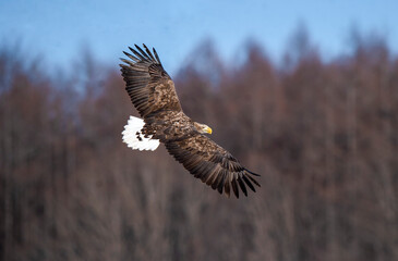 大空を飛翔する鷲