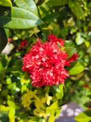 Fototapeta premium Indonesian tropical flower red asoka
