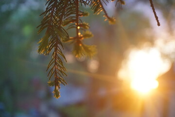 autumn leaves in the sun