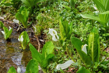鏡池遊歩道でみたひっそりと咲くミズバショウ＠戸隠、長野