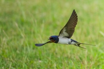 グリーンバックに高速で飛ぶツバメ