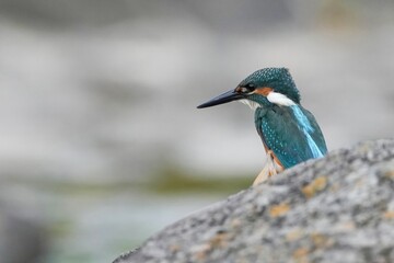 岩にとまって餌を探すカワセミ幼鳥オス