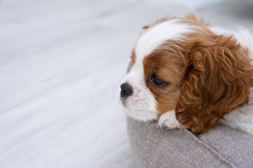 Close up portrait of cute Blenheim King Charles Spaniel dog puppy in a indoor home setting with space for text. Little dog lies on a grey background. Lap dog