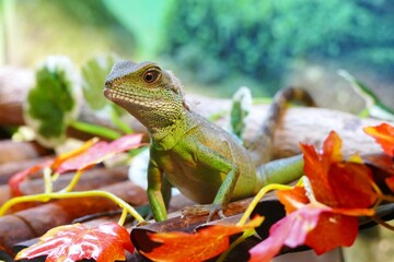 iguana on a tree