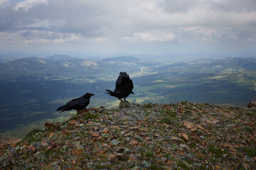  Family crows on the table mountain