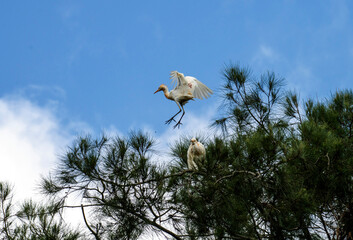 Cattle Egret (Bubulcus ibis)