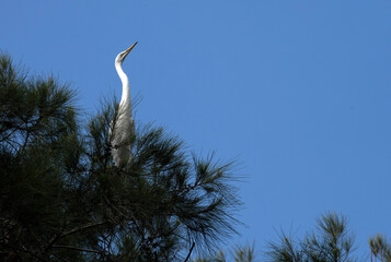 Egret (Ardea alba)