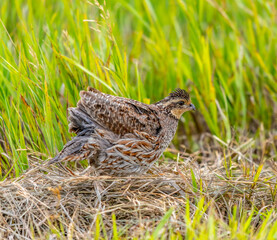 Quail in grass