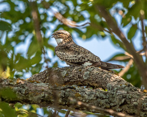 Nighthawk resting