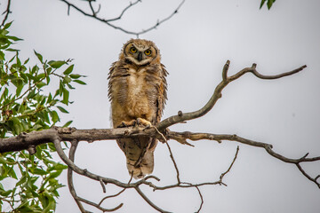 Wet Great Horned Owl