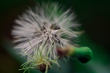 Dandelion flower close-up with water drops