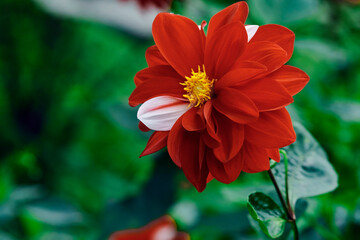 Dahlia flower blossom, the first of the plant flower bud against a green background