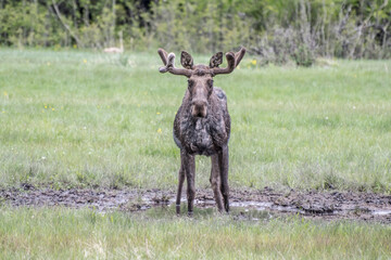 Naklejka premium Moose standing ground