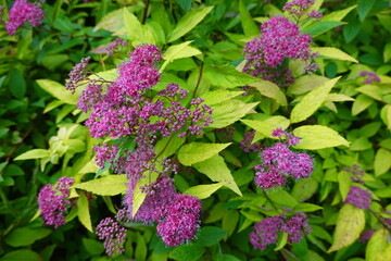 Spiraea japonica is an upright shrub that produces delicate clusters of pink or white flowers...