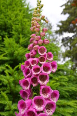 Purple foxglove, Digitalis purpurea, aka common foxglove or lady’s glove, is a biennial plant with tall flower stalks and tightly clustered, tubular, downward-facing blossoms. © LifeisticAC