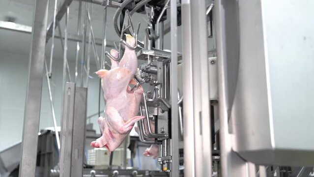 Automated machine cut belly and drumstick in line poultry meat processing factory. Industrial production cutting large quantities of meat.