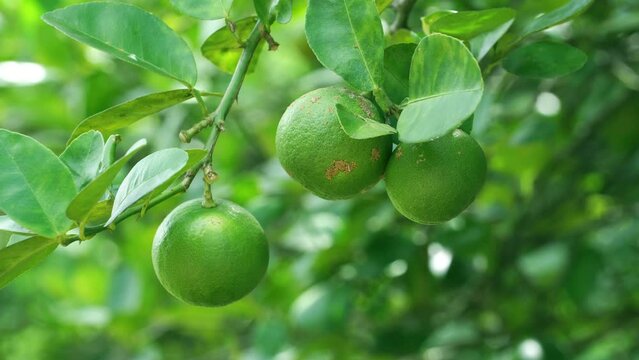 4K High quality video Close up fresh lemon on the tree Motion blur background. Nature video background concept