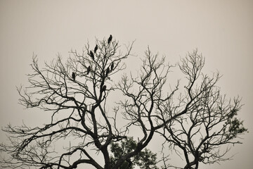 silhouette of a tree and resting vultures