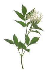 Blossoming Black elder, Sambucus nigra twig isolated on white background, the flowers are often used for making cordial 