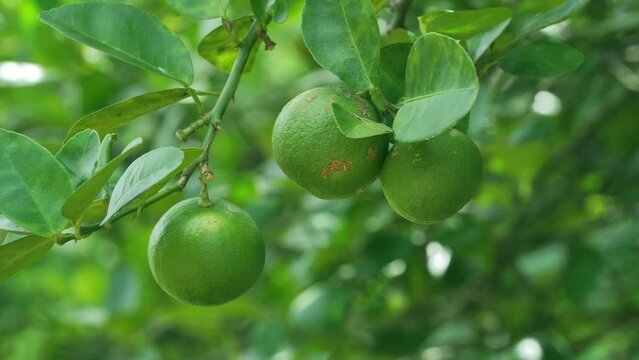 4K High quality video Close up fresh lemon on the tree Motion blur background. Nature video background concept