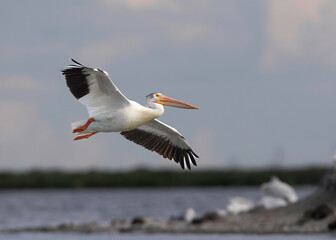 Fototapeta na wymiar Majestic American Pelican In Flight , flying into the Evening Light
