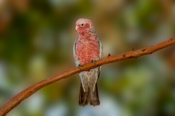 Major Mitchell Cockatoo