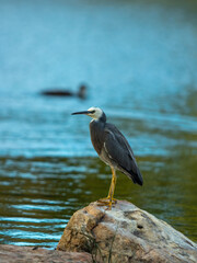White Faced Heron vert