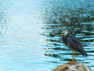 White Faced Heron