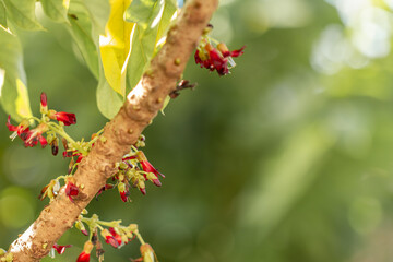 The flowers of the bilimbi plant are small, red and clustered, the background of the green leaves...