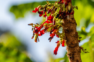 The flowers of the bilimbi plant are small, red and clustered, the background of the green leaves is blurry