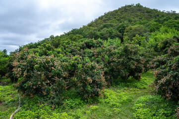 Fototapeta na wymiar View of Longan tree plantation nearly a hill in countryside of Thailand. Longan is a tropical fruit native to Southeast Asia that's a member of the soapberry family.