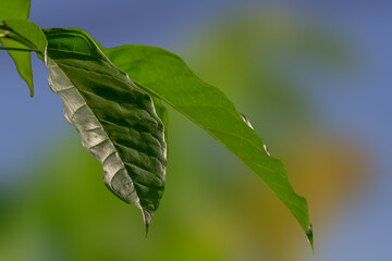The broad leaves of the tabebuia plant are green, the bones of the leaves are clearly visible
