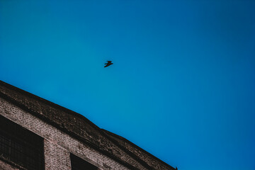 Fototapeta na wymiar bird flying in clear sky, blue sky background, old building, urban architecture