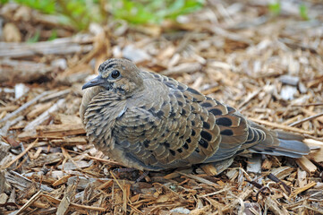 Baby Morning Dove