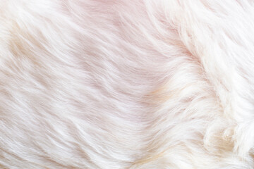 white dog fur texture close-up beautiful abstract fur background