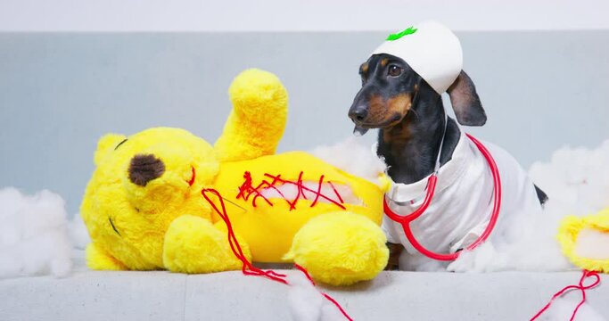 Dachshund dog dressed as doctor sits near torn teddy bear and stuffing on white background. Black pet with stethoscope sews up toy closeup