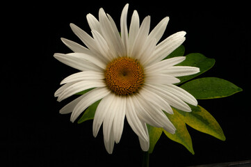 white daisy flower