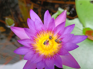 Bee in Purple lotus and yellow lotus stamens. Water lilies in a pond where bees are collecting...