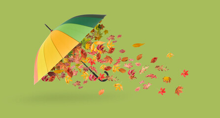 Rainbow umbrella and autumn leaves on green background