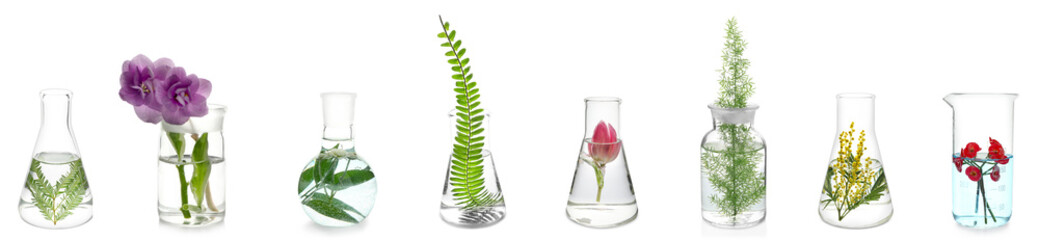 Set of laboratory glassware with plants on white background